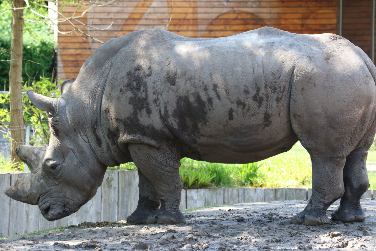 Canon EOS 7D Mark II sample photo. Animal, big, big, five photography