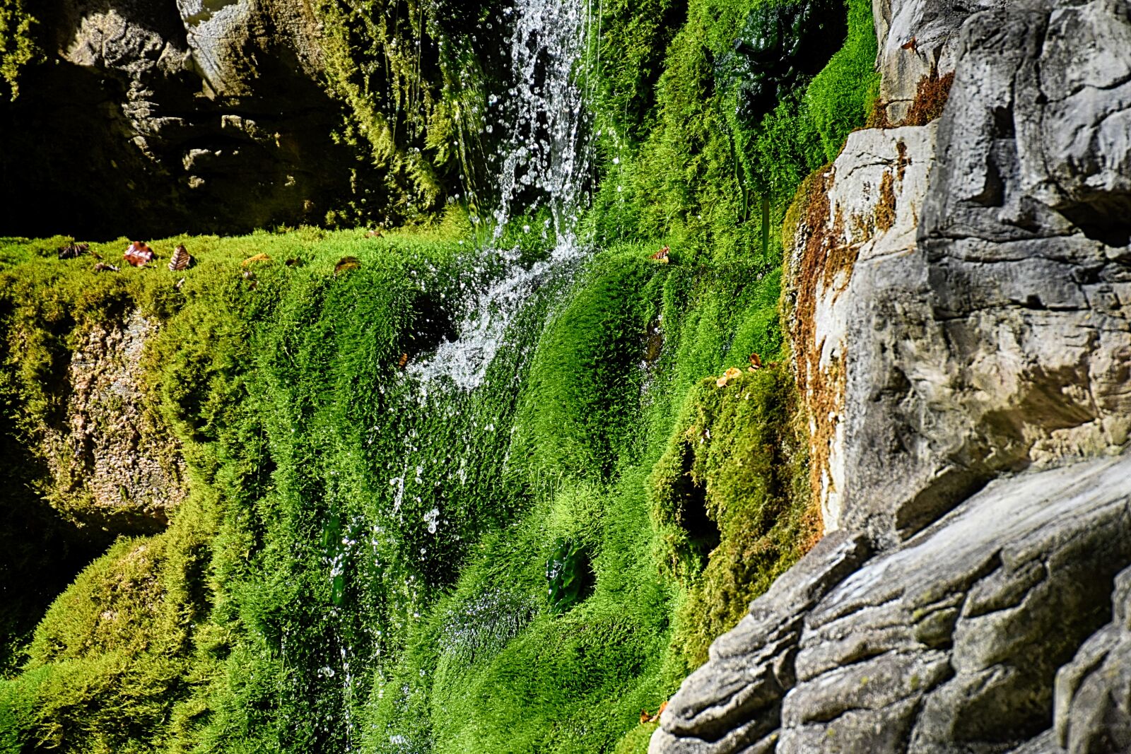 Nikon D7200 sample photo. Nature, rock, moss photography