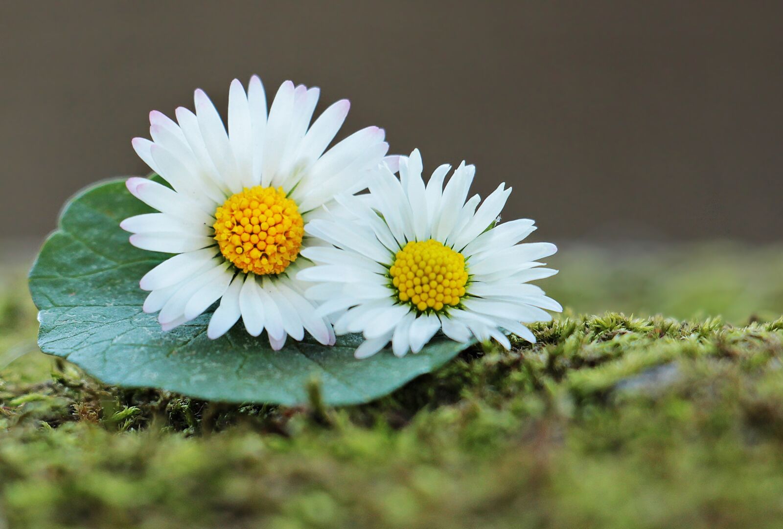 Canon EOS 550D (EOS Rebel T2i / EOS Kiss X4) sample photo. Daisy, wildflowers, green photography
