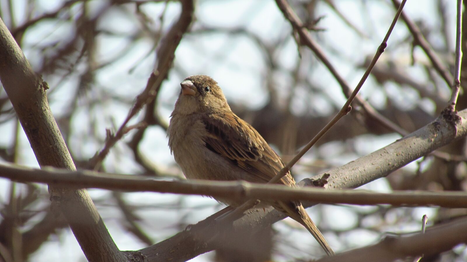 Canon PowerShot SX510 HS sample photo. Tree, nature, birds photography