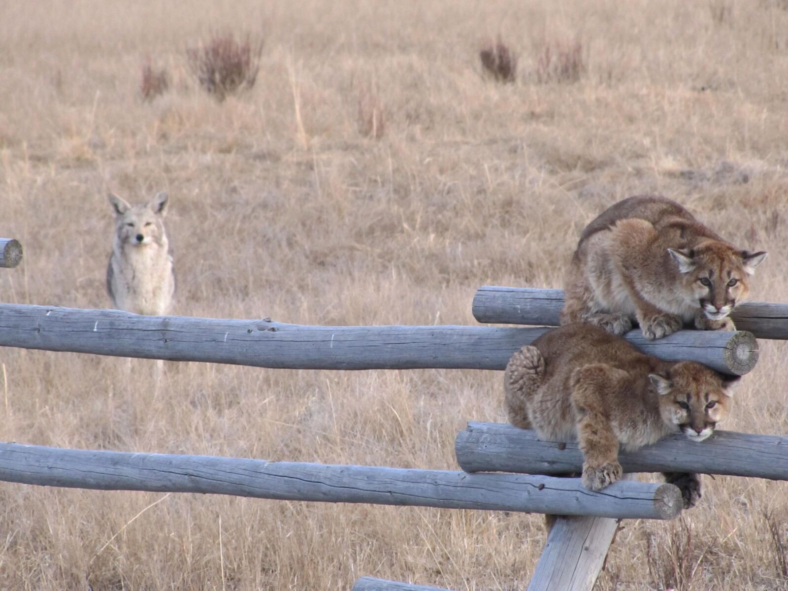 Canon PowerShot SX20 IS sample photo. Juvenille, mountain, lions, fence photography
