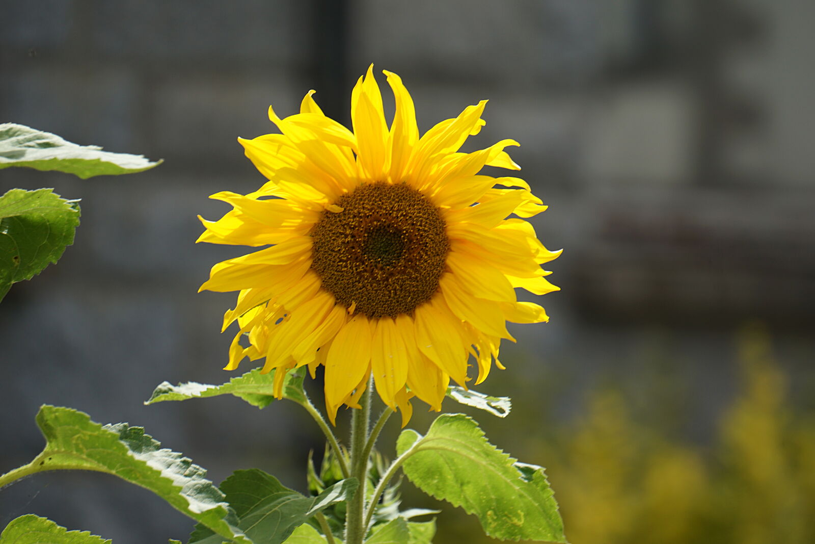 Sony a6000 sample photo. Beautiful, bloom, blooming, blossom photography