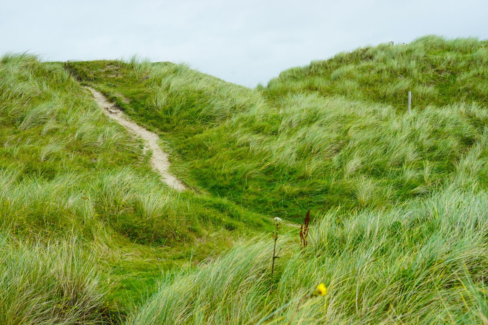 Sony a7 sample photo. Dune, grass, hiking photography