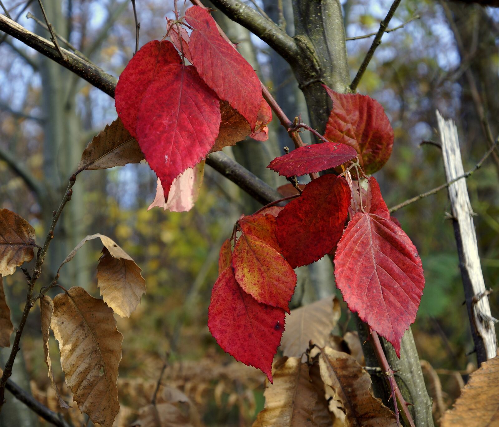 Sony Alpha NEX-5N sample photo. Fall, leaves, brambles photography