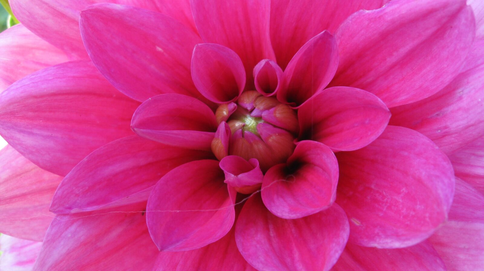 Canon PowerShot A590 IS sample photo. Flower, pink, fragrance photography