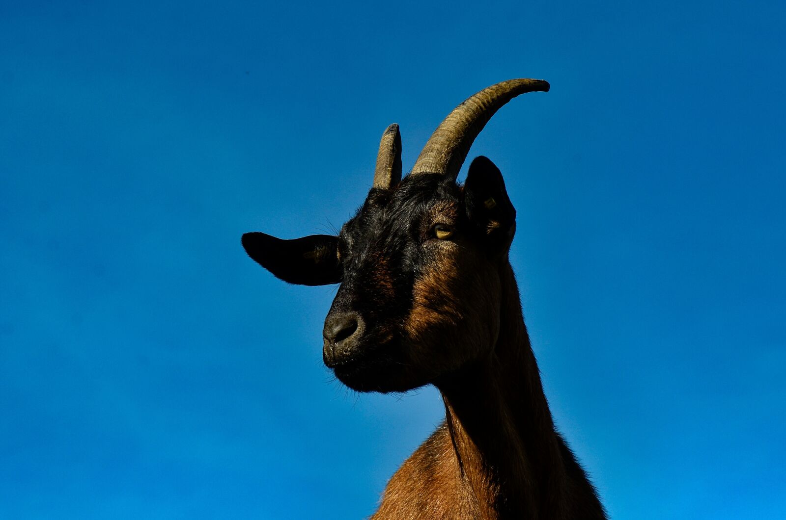Nikon D7000 sample photo. Goat, animal, cattle photography