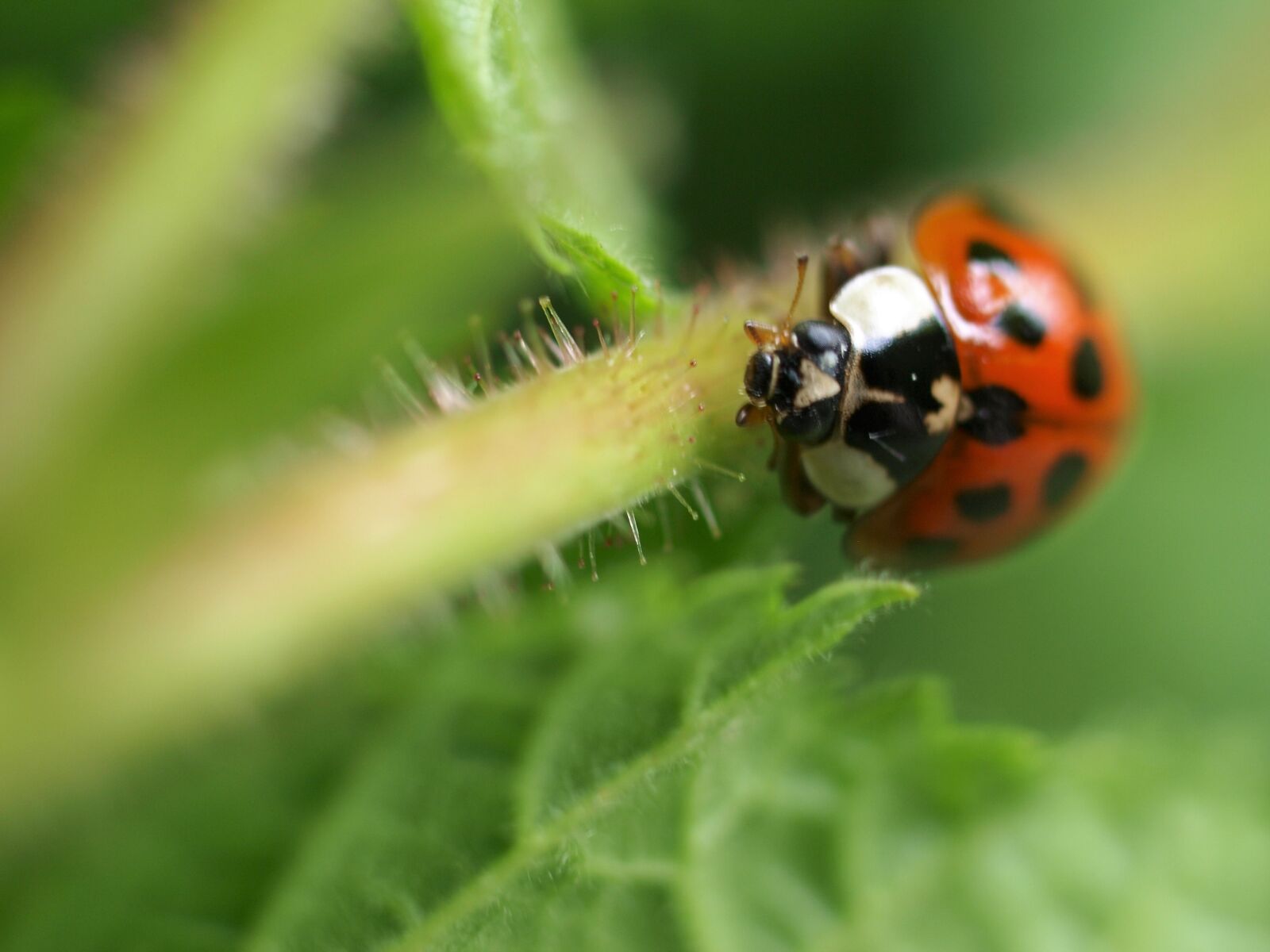 Olympus E-520 (EVOLT E-520) sample photo. Insect, nature, ladybird photography