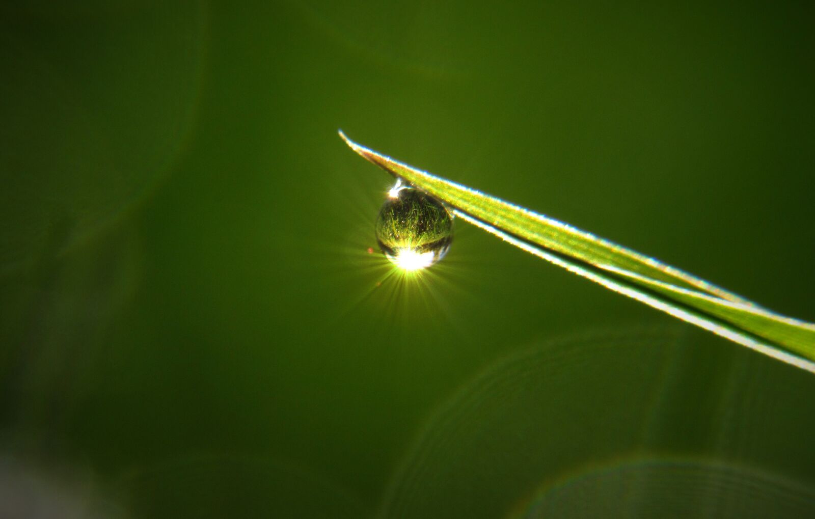 Canon PowerShot SX530 HS sample photo. Water, drop grass, droplet photography