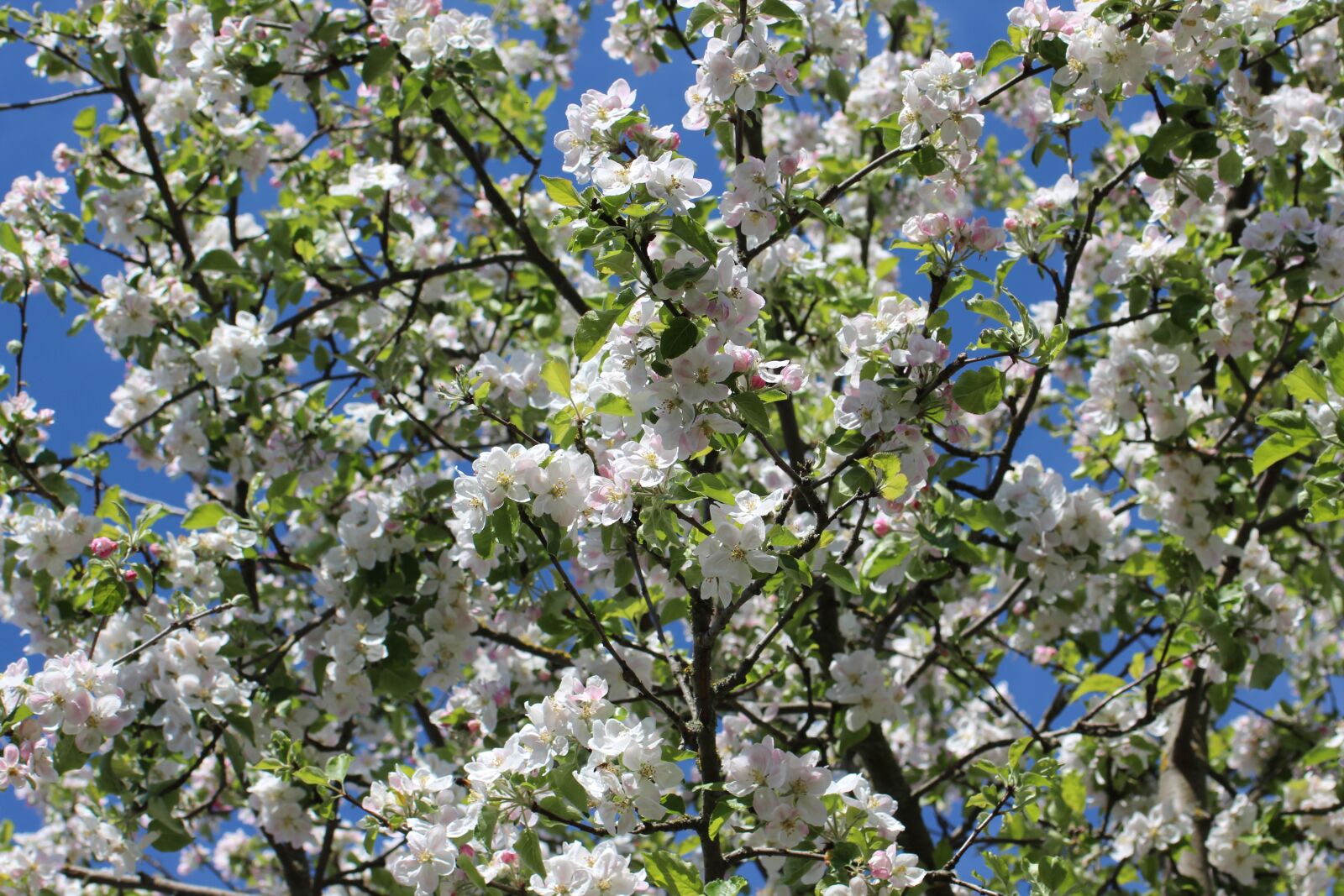 Canon EF 55-200mm F4.5-5.6 II USM sample photo. Apple blossoms, flowers, spring photography