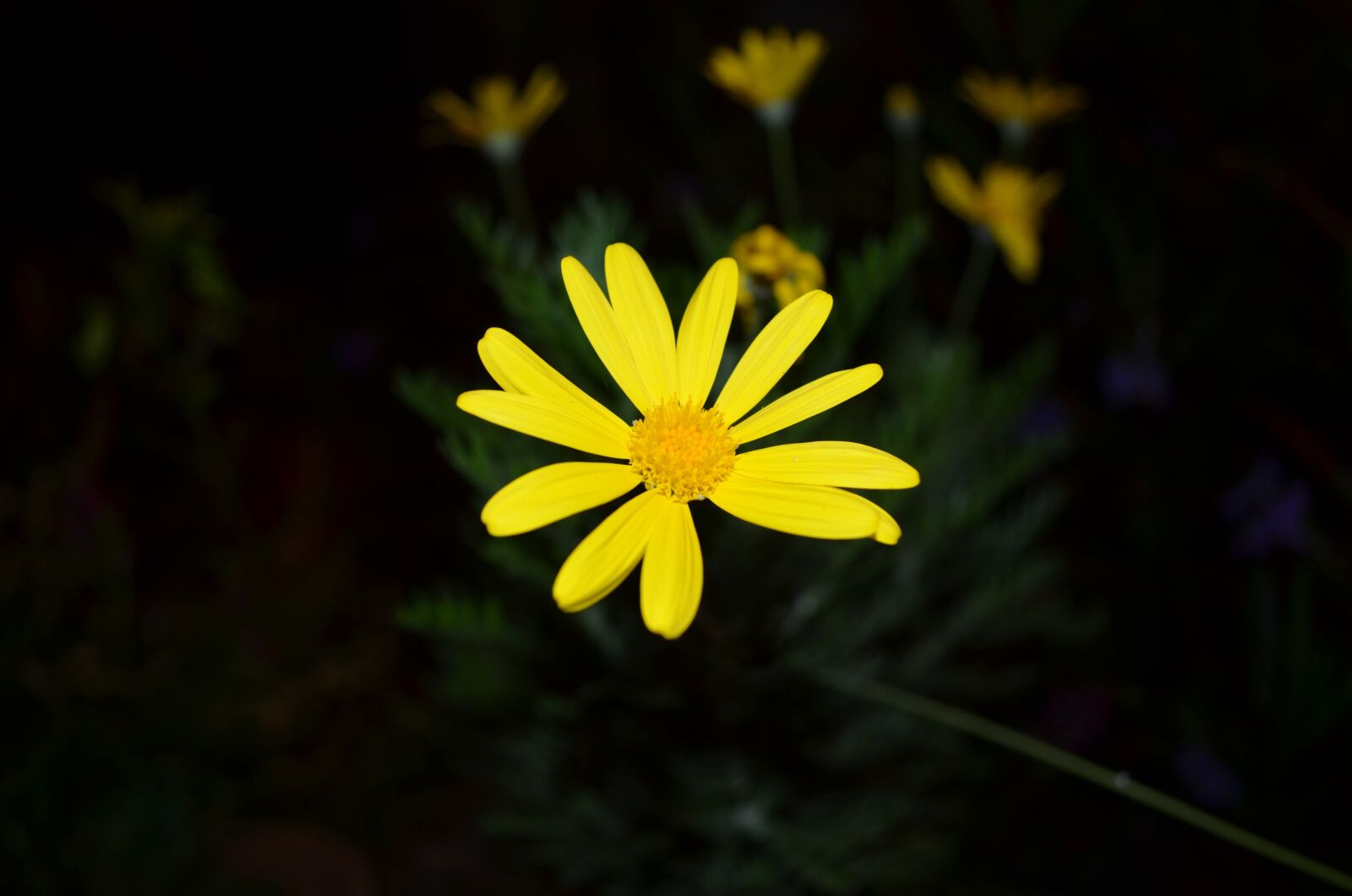 Nikon D5100 sample photo. Yellow flower, flower, yellow photography