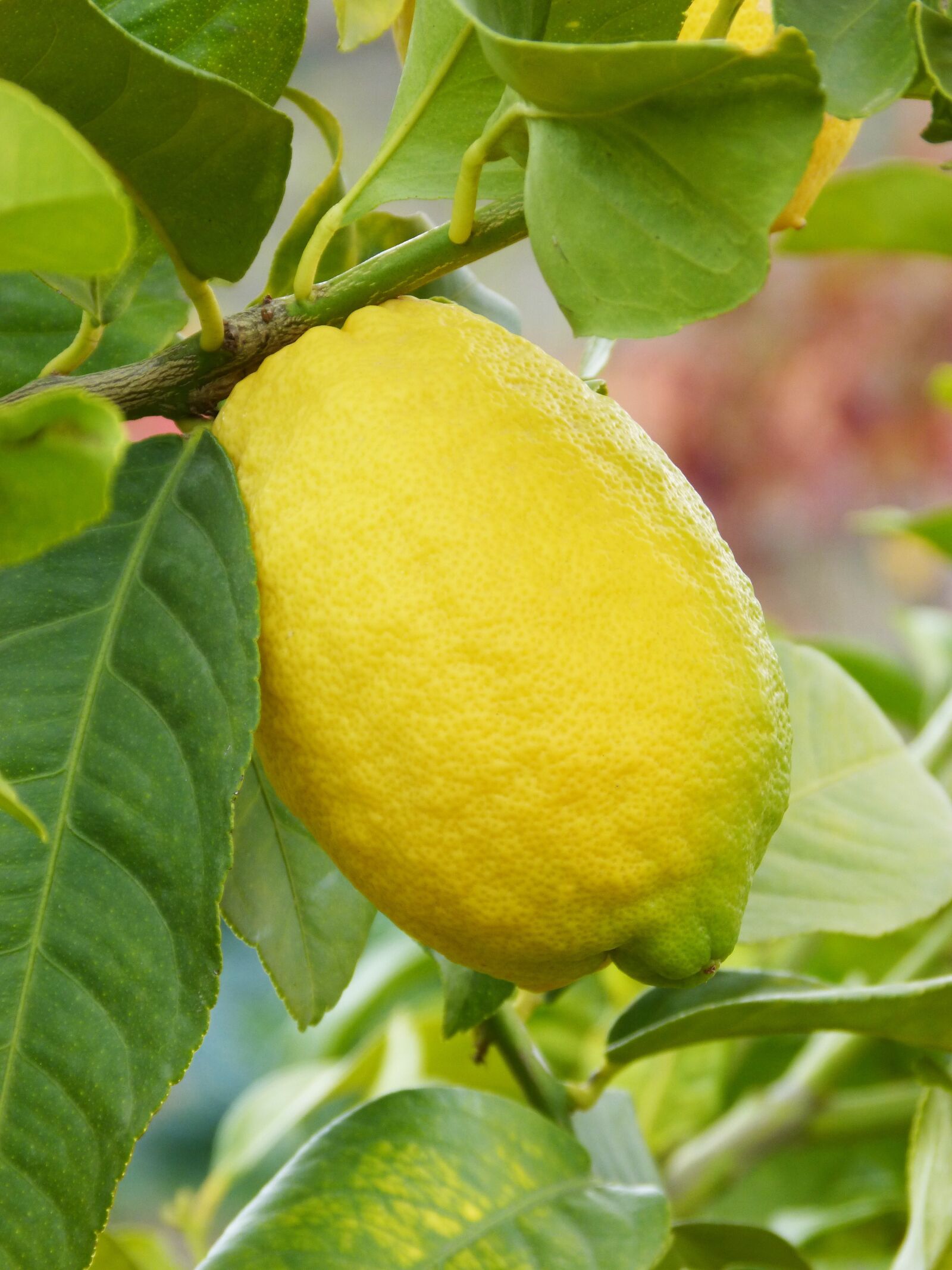 Panasonic DMC-FZ62 sample photo. Lemon, citric, fruit photography