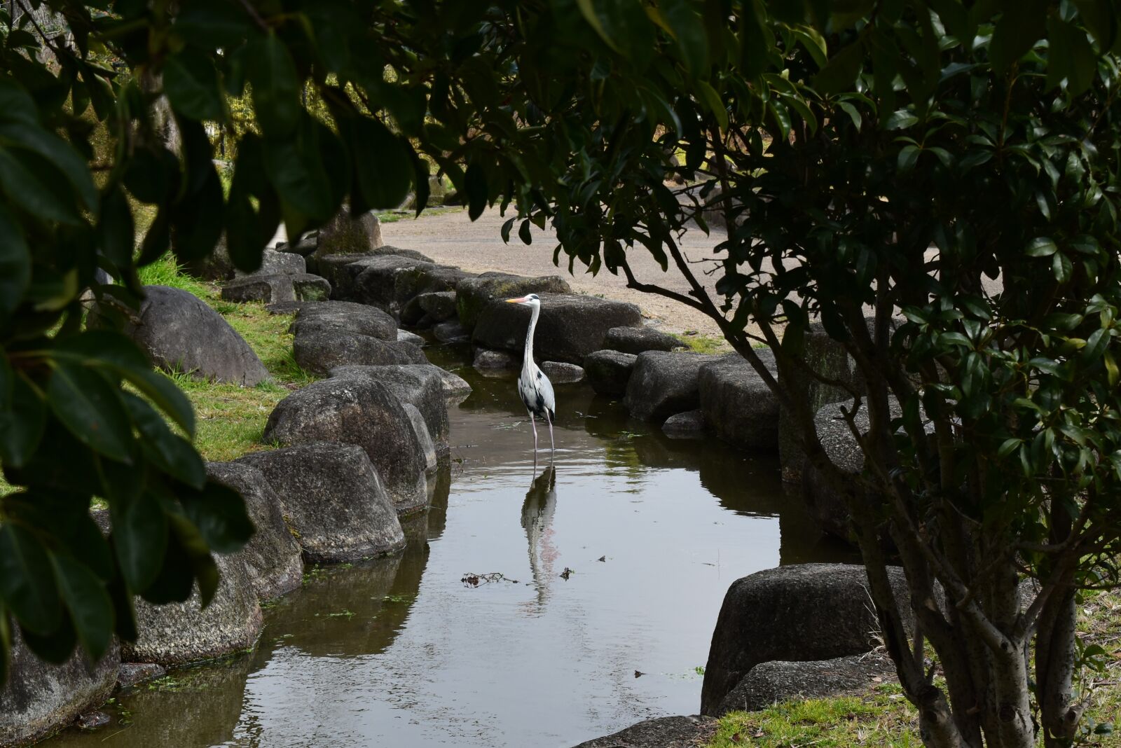 Nikon D5600 sample photo. Japan, nature, bird photography
