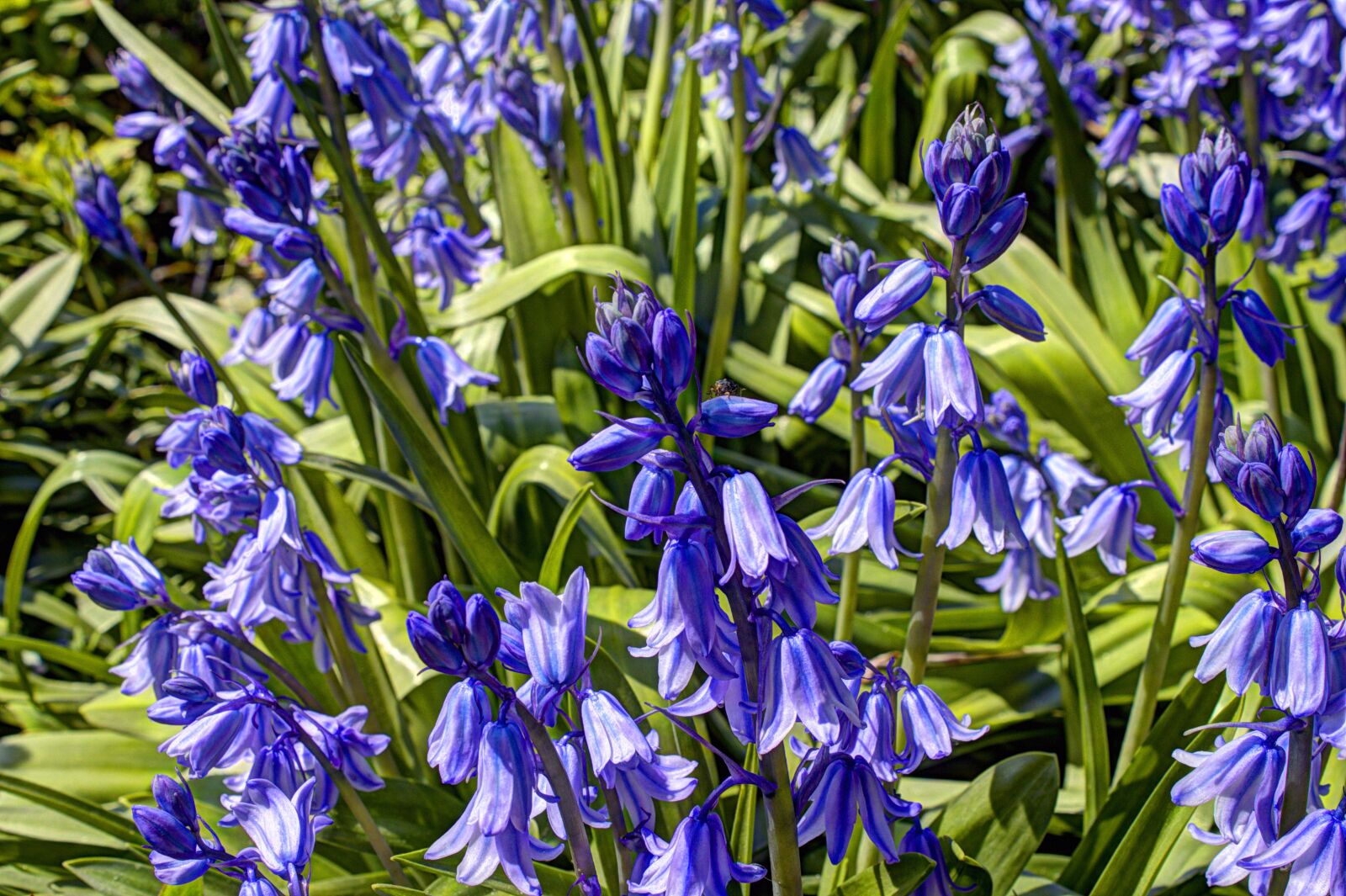 Canon EOS 500D (EOS Rebel T1i / EOS Kiss X3) sample photo. Hdr, flowers, violet photography