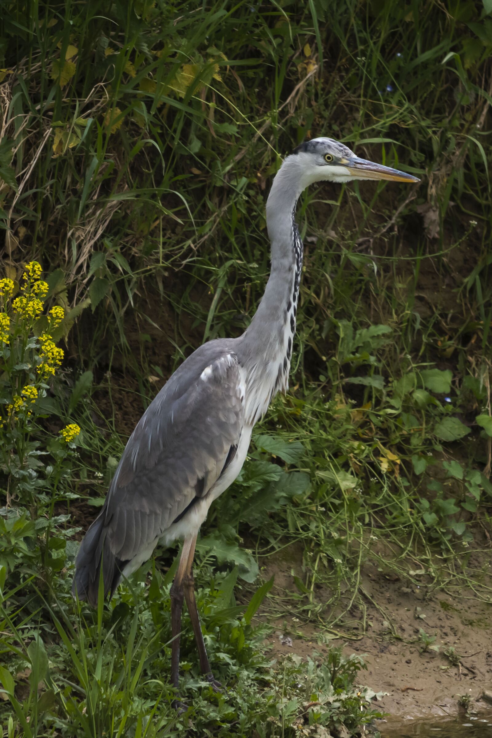 Canon EF-S 55-250mm F4-5.6 IS STM sample photo. Gray heron, bird, river photography