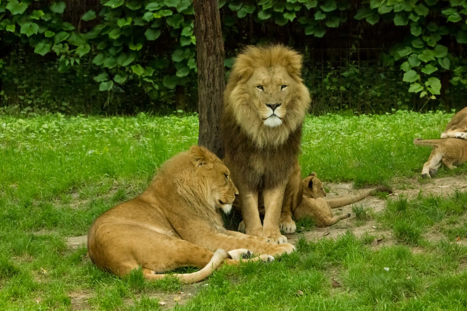 Canon EOS 550D (EOS Rebel T2i / EOS Kiss X4) sample photo. Lions, animal, predator photography
