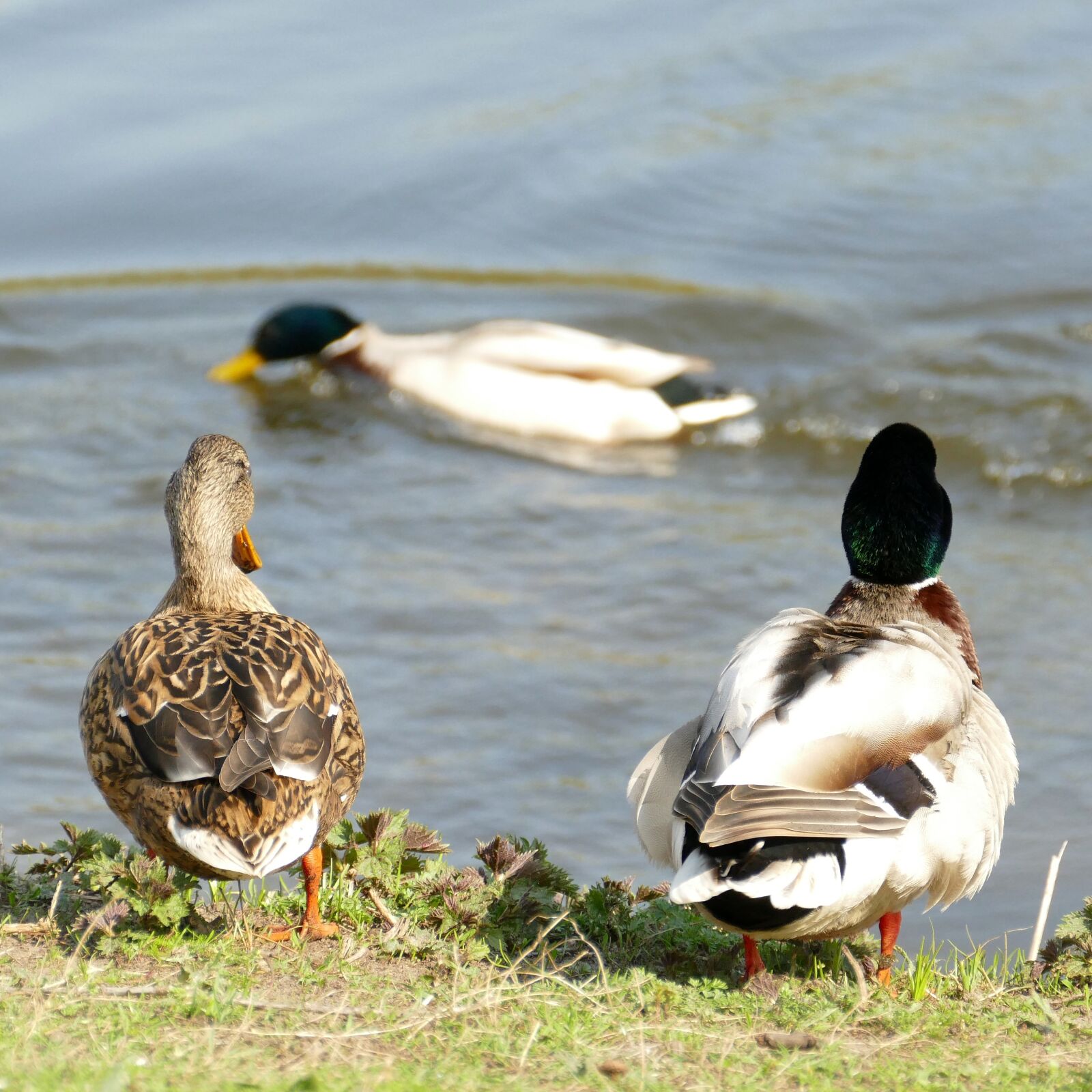 Panasonic Lumix DMC-FZ1000 sample photo. Duck, mallard, waterfowl photography