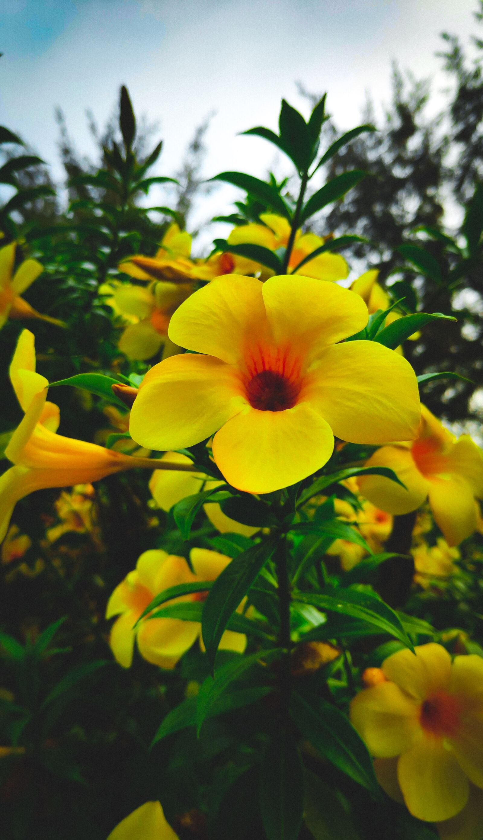 Xiaomi POCO F1 sample photo. Yellow flowers, flowers, blossom photography