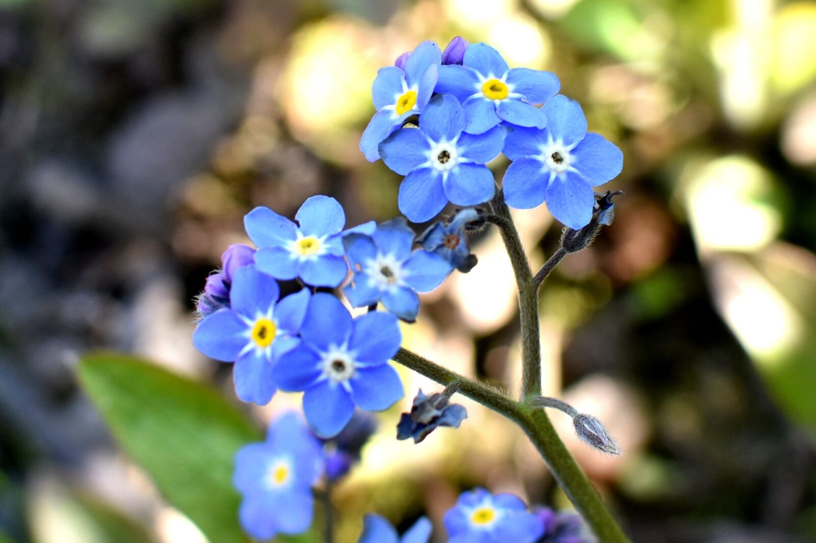 Nikon D7200 sample photo. Flowers, blue, spring photography