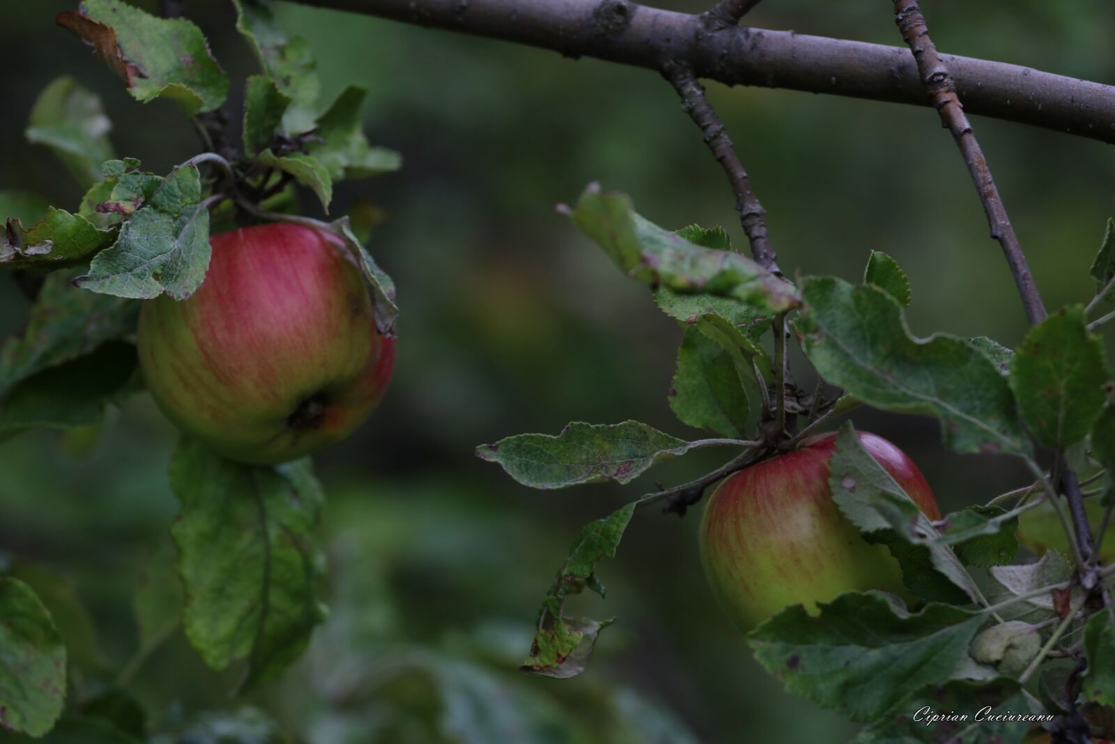 Canon EF 70-200mm F4L USM sample photo. Close, up, of, fruit photography