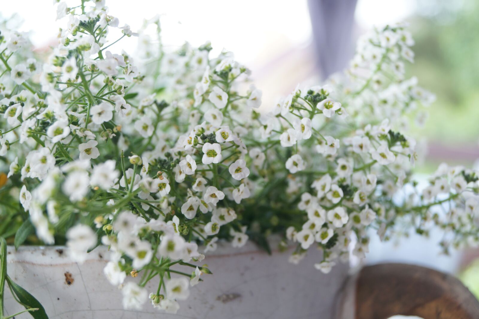 Sony DT 18-55mm F3.5-5.6 SAM II sample photo. Flower, white, flowers photography