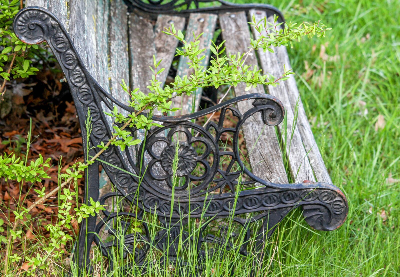 Canon EOS 700D (EOS Rebel T5i / EOS Kiss X7i) sample photo. Nature, grass, wood photography