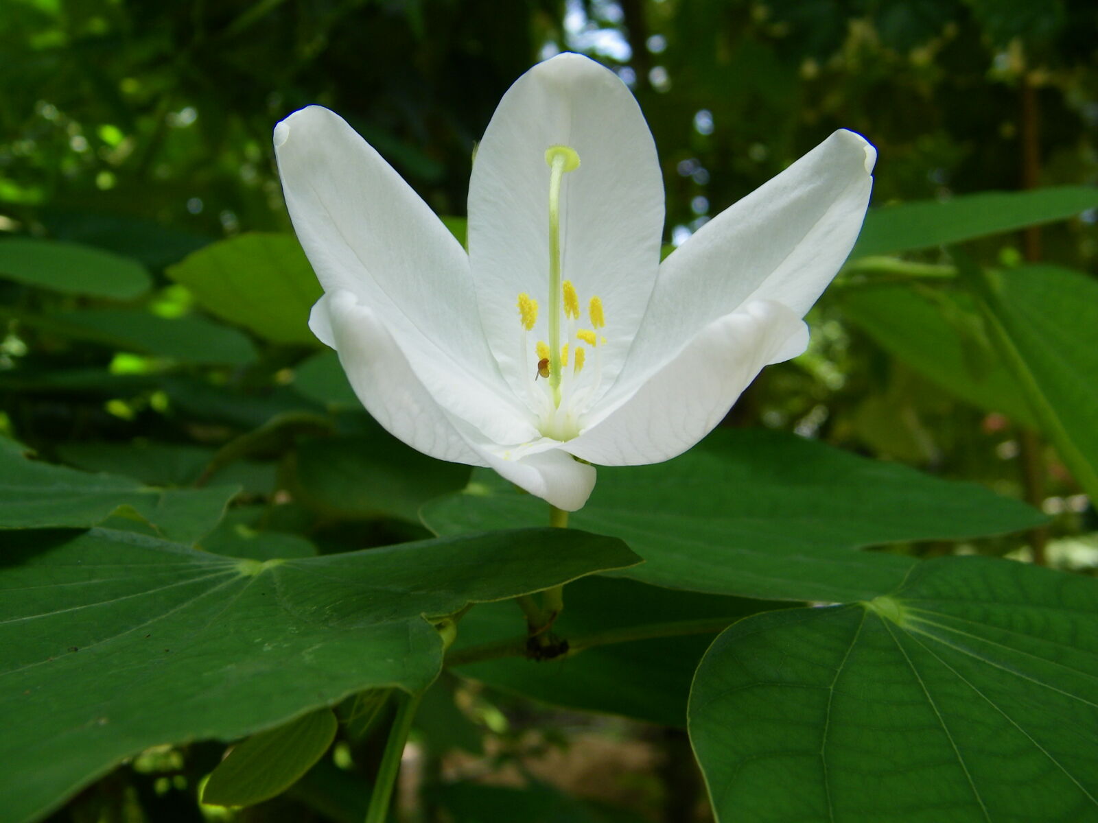 Kodak EASYSHARE Z1015 IS DIGITAL CAMERA sample photo. Dwarf, white, bauhinia, white photography
