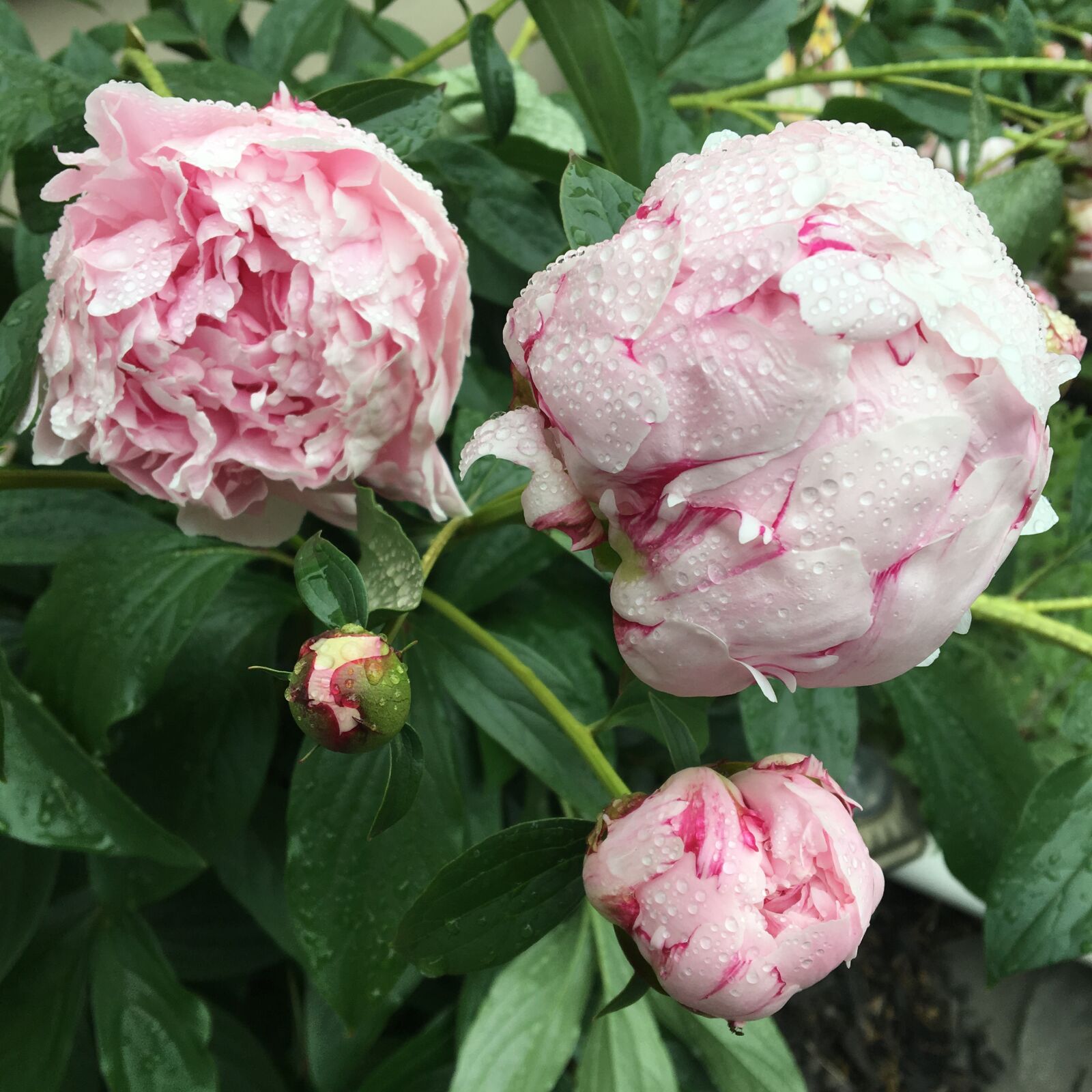 Apple iPhone 6s sample photo. Pink, peony, peonies photography