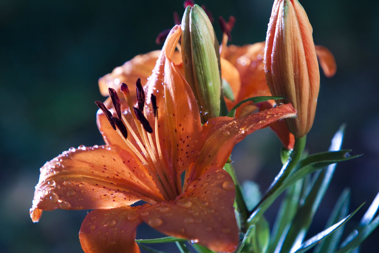 Canon EOS 50D sample photo. Orange lily, lily, dew photography