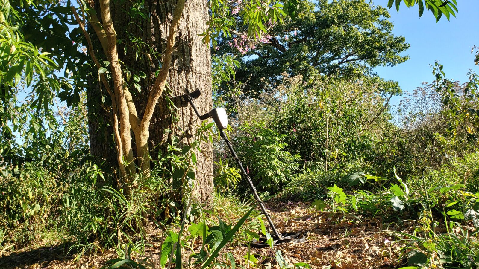 Samsung Galaxy S9 sample photo. Nature, detectorismo, metal detector photography