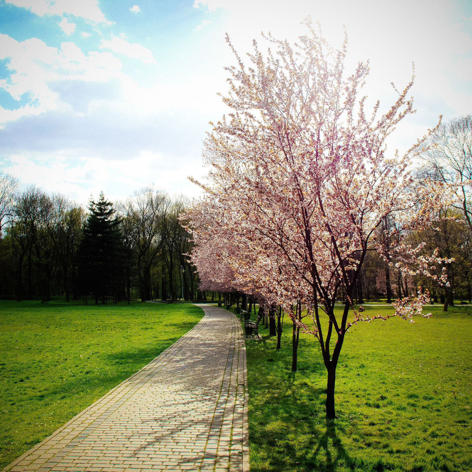 Canon EOS 600D (Rebel EOS T3i / EOS Kiss X5) sample photo. Flower, grass, landscape, nature photography