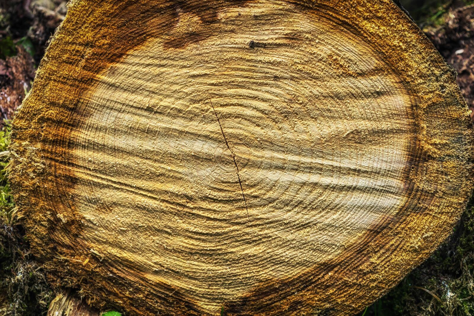 Nikon D3300 sample photo. Wood, texture, nature, brown photography