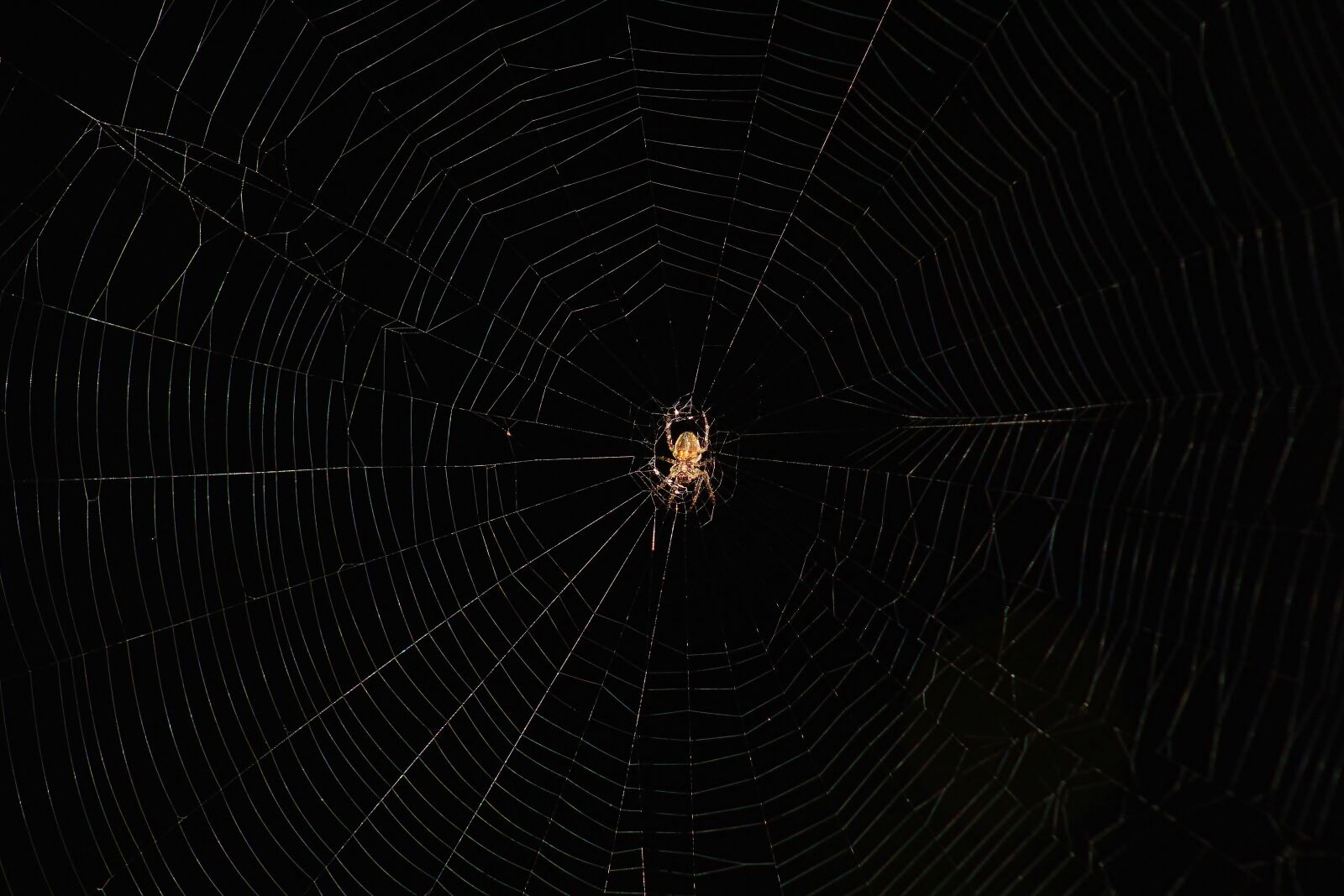 Canon EOS 1300D (EOS Rebel T6 / EOS Kiss X80) sample photo. Spider, web, trap photography