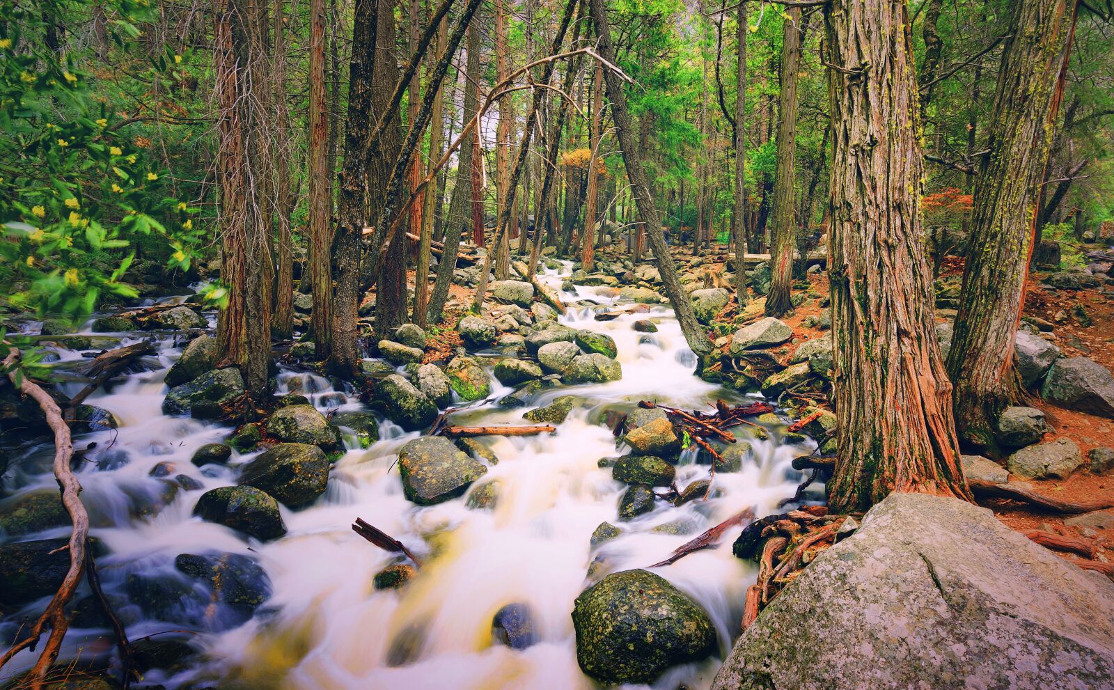 Sony a7R sample photo. Forest, national park, nature photography