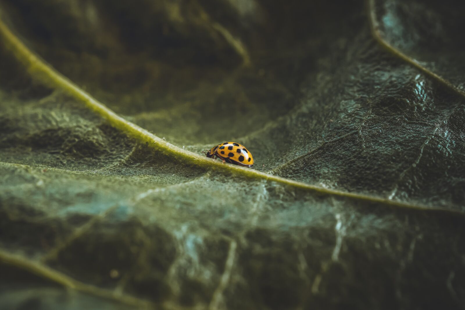 Nikon D500 sample photo. Ladybug, nature, insect photography