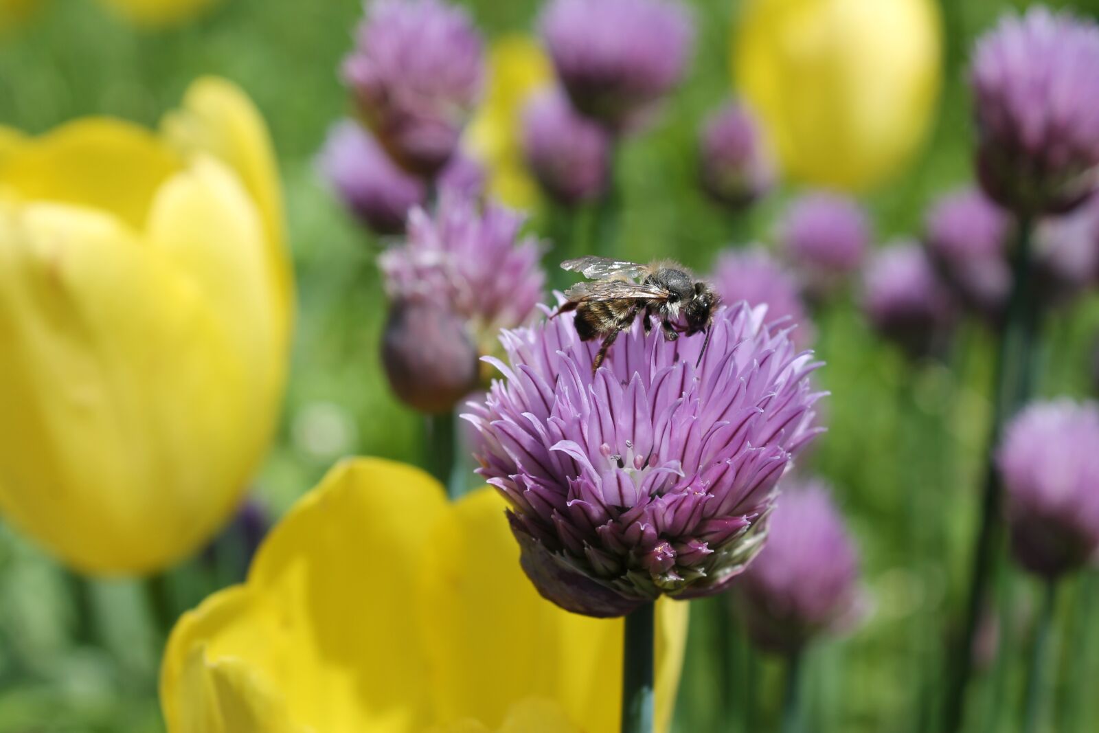 Canon EOS 1100D (EOS Rebel T3 / EOS Kiss X50) sample photo. Bee, flower, honey photography
