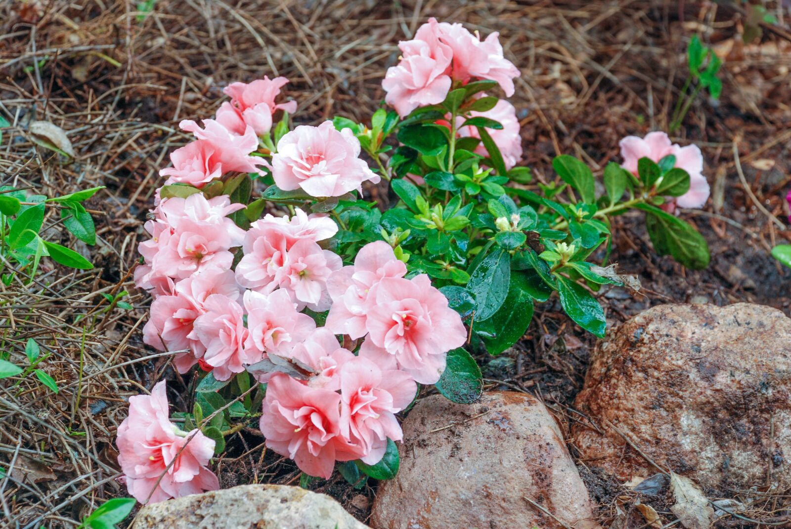 Nikon D80 sample photo. Flowers, plant, nature photography
