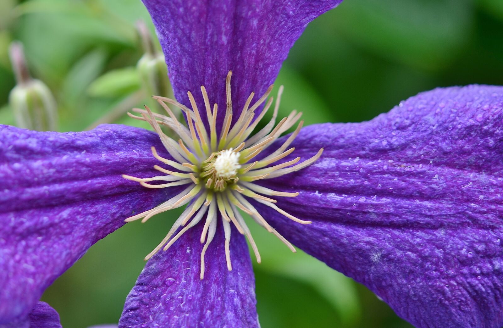 Nikon D7000 sample photo. Flower, natur, spring photography
