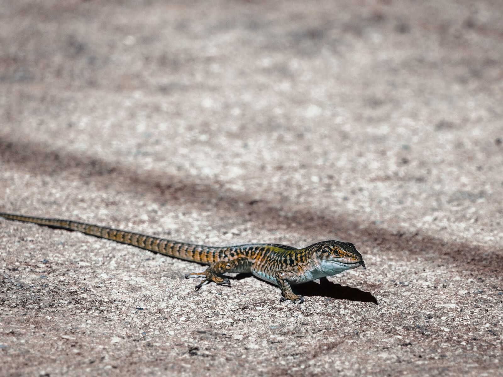 Canon EF-S 55-250mm F4-5.6 IS STM sample photo. Lizard, reptile, animal photography