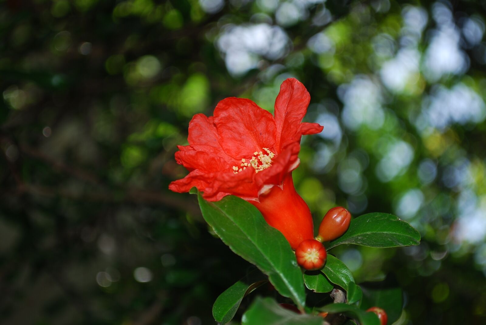 Nikon D60 sample photo. Nature, flower, plant photography