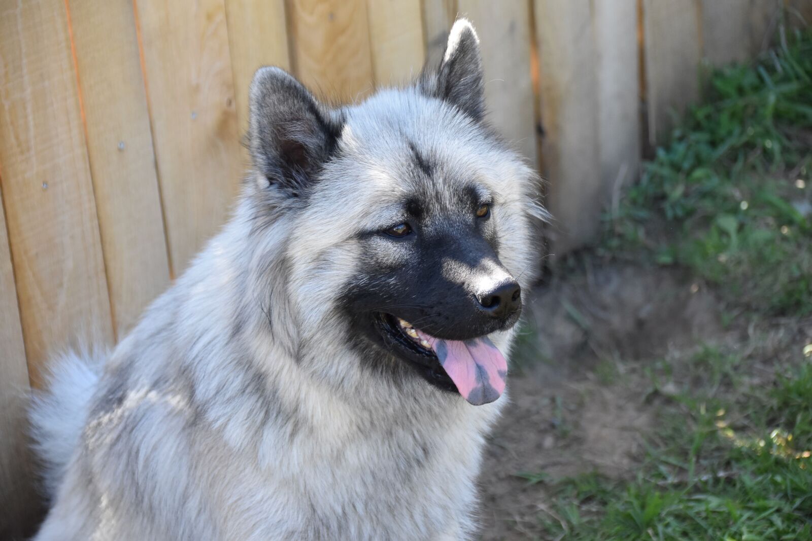 Nikon D5600 sample photo. Dog, dog eurasier, dog photography