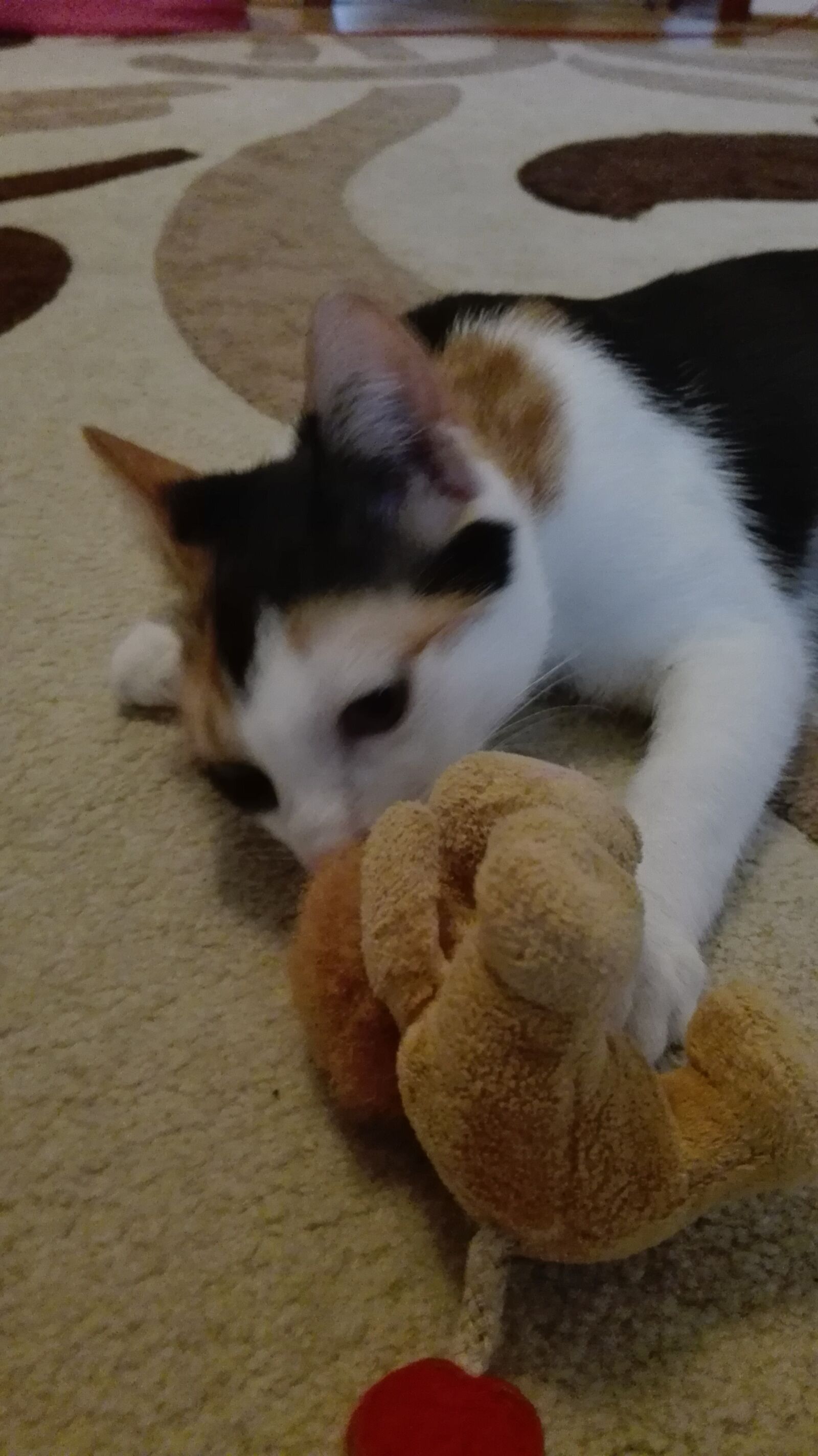 HUAWEI P8 Lite sample photo. Cat, animals, game photography