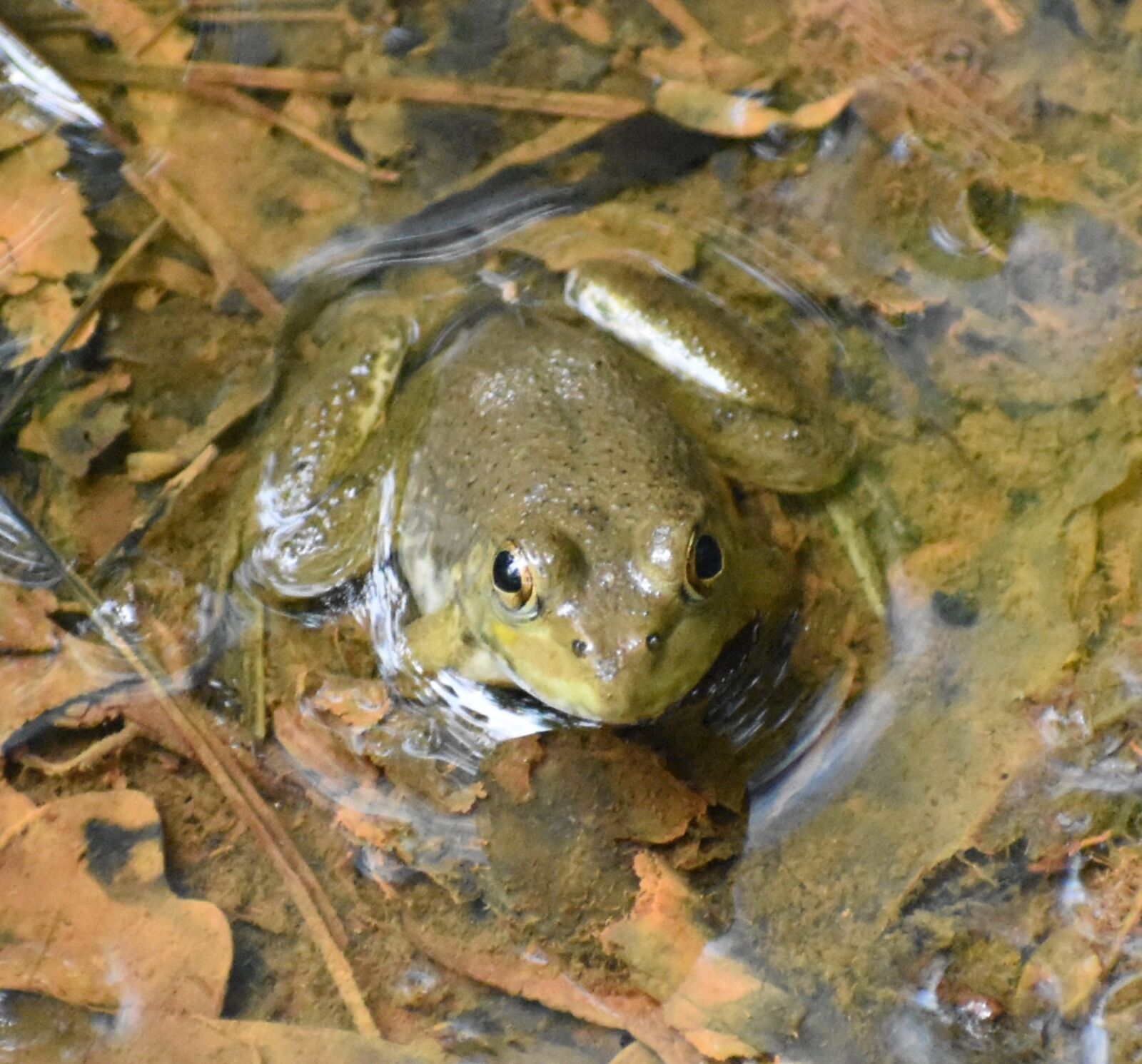 Nikon D5500 sample photo. Frog, nature, amphibian photography