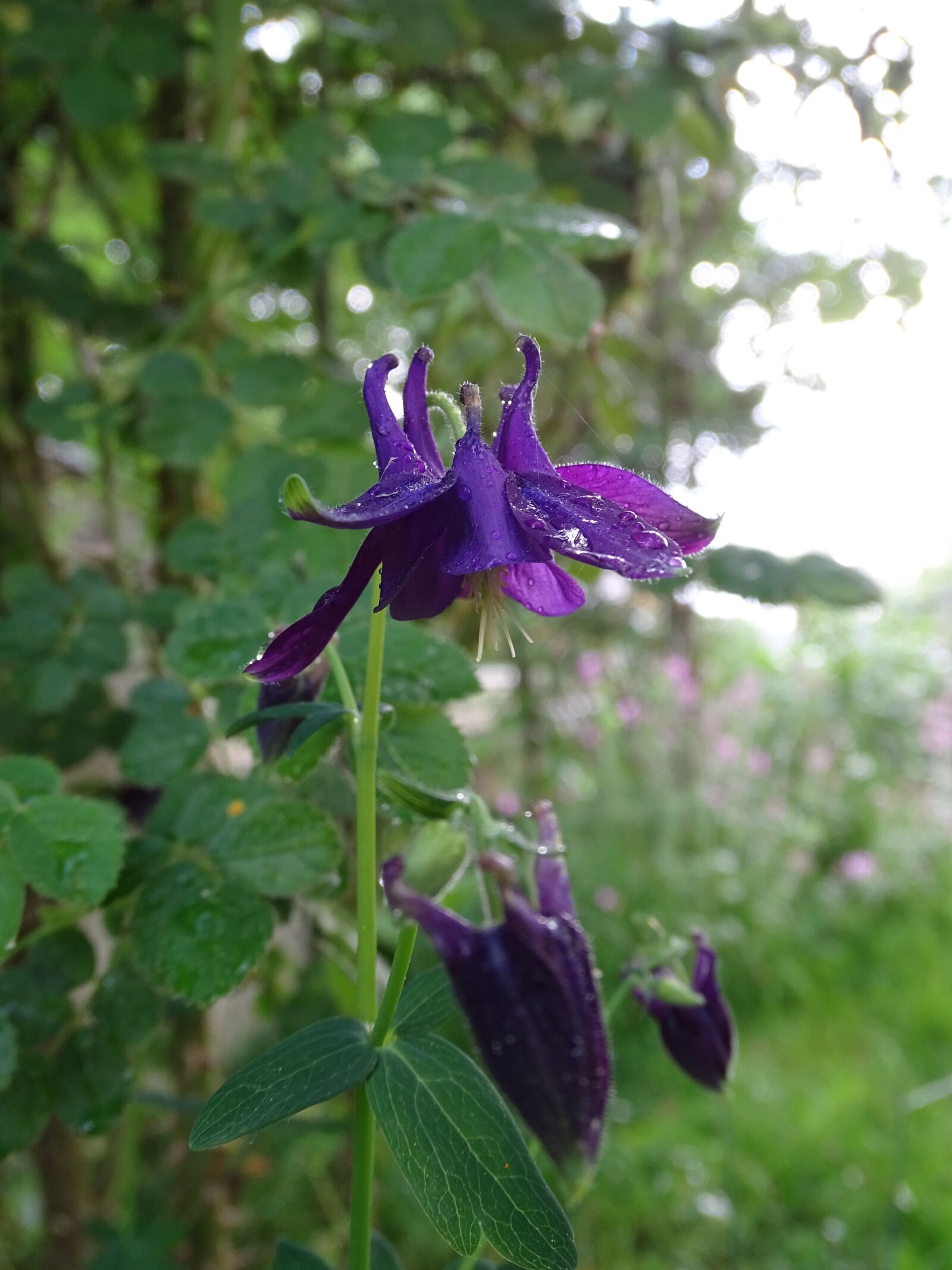 Sony Cyber-shot DSC-HX400V sample photo. Columbine, columbine flower, aquilegia photography