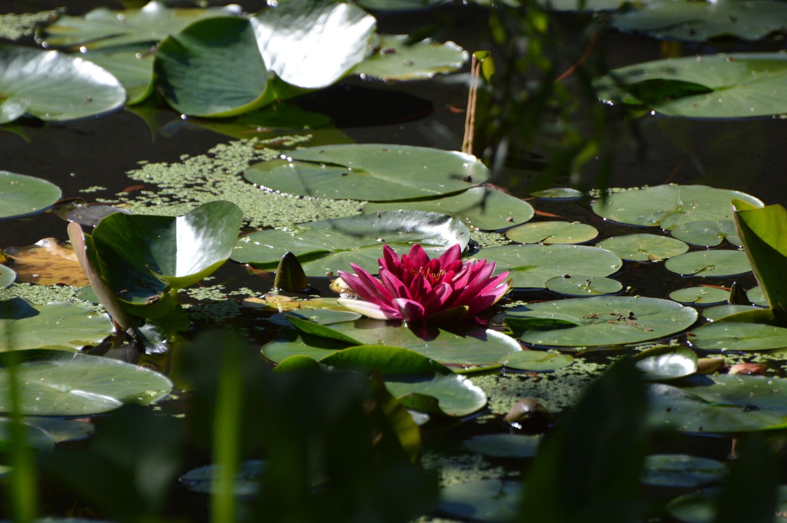 Nikon D3200 sample photo. Flower, water, water lily photography