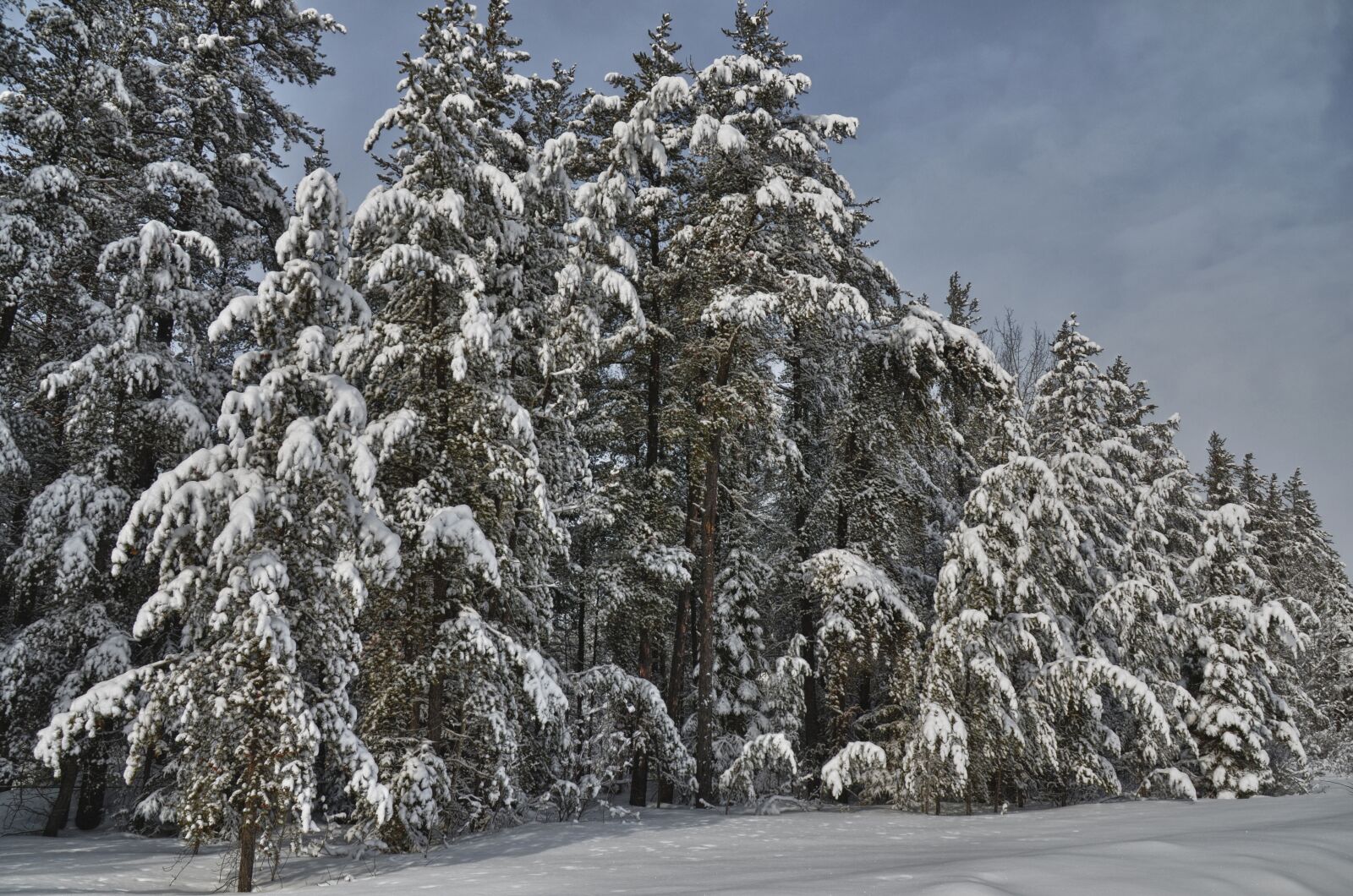 Nikon D7000 sample photo. Forest, winter, snow photography