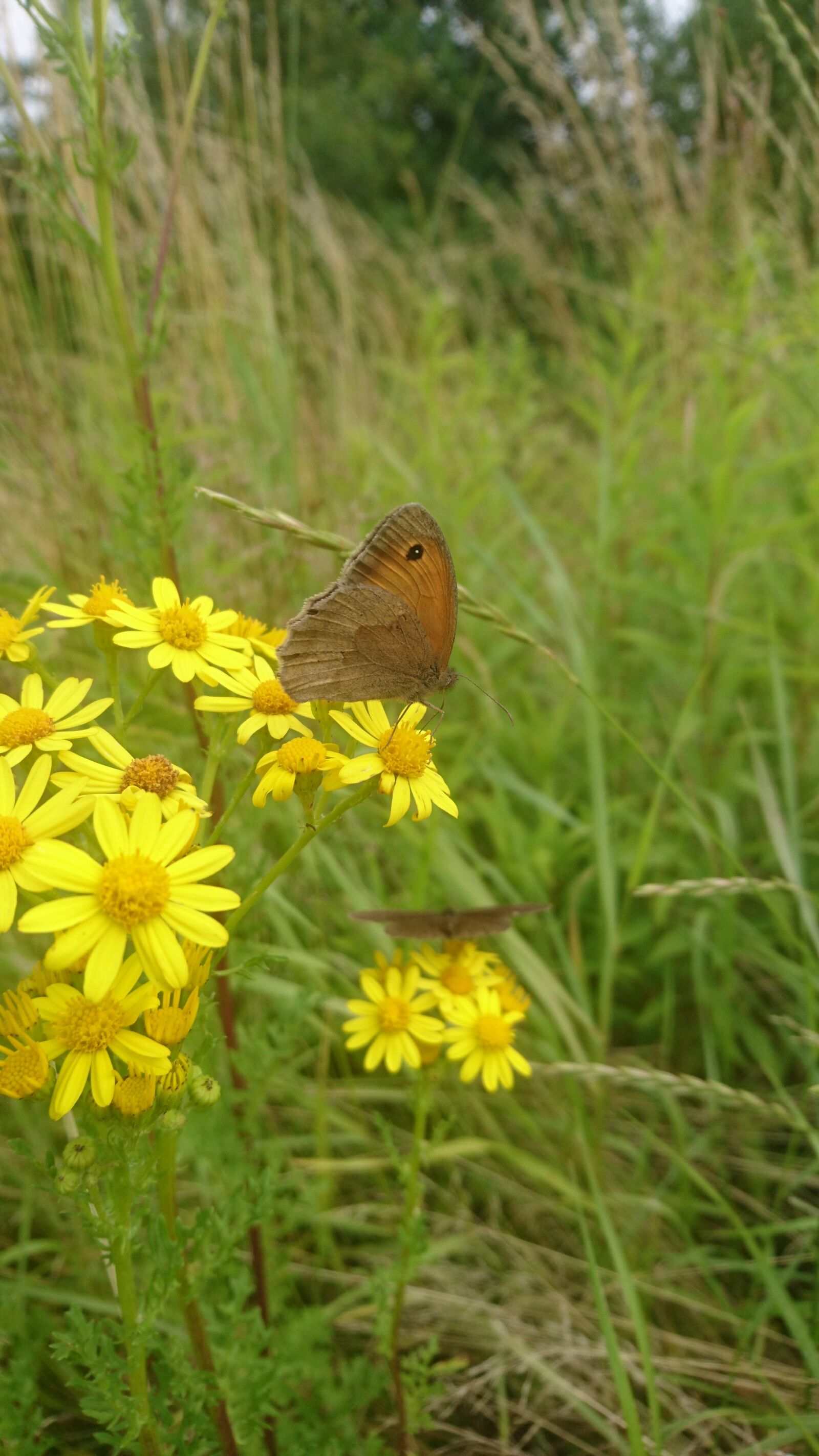 Sony Xperia Z5 sample photo. Butterfly, nature, netherlands photography