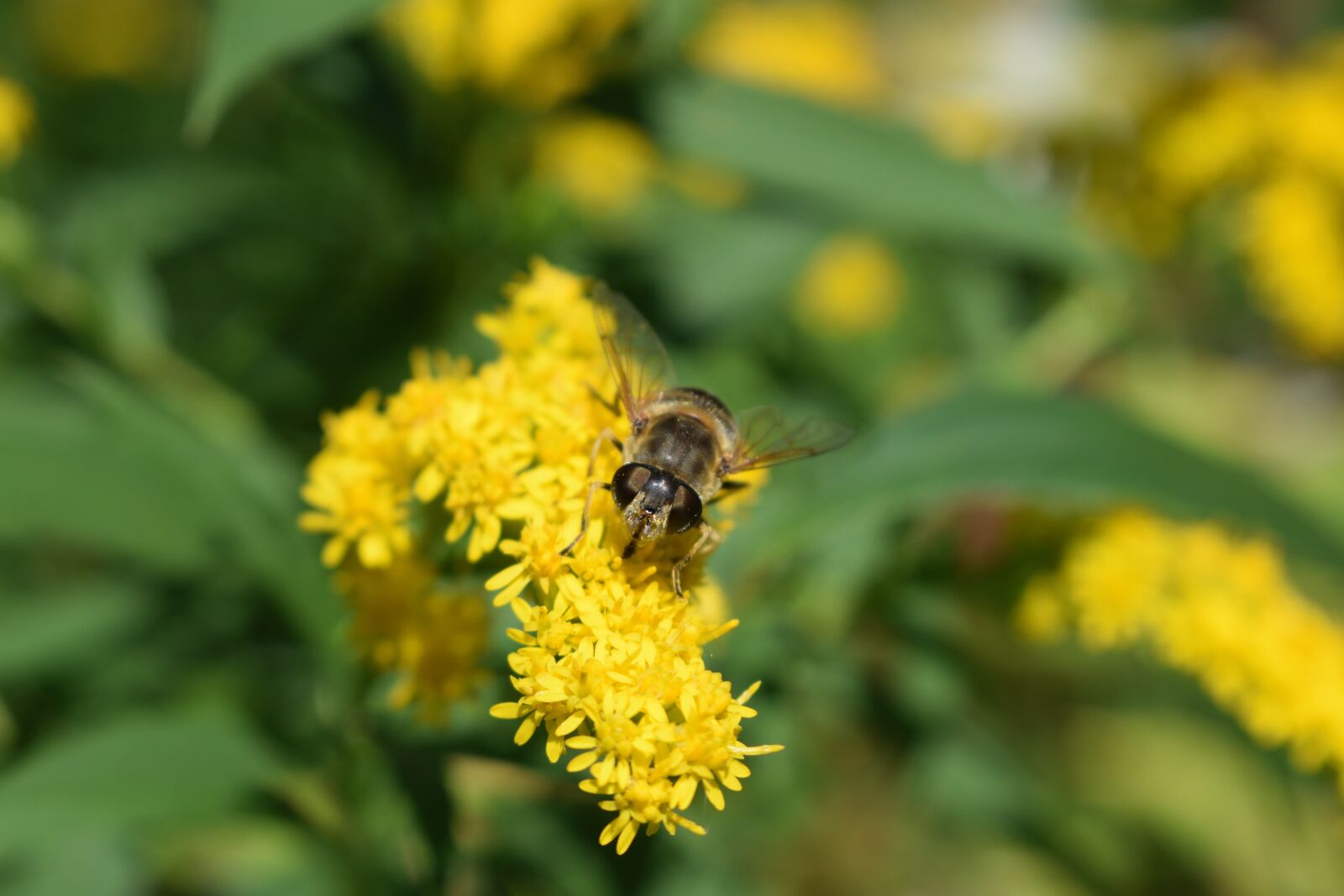 Nikon D3300 sample photo. Hoverfly, flower fly, insect photography