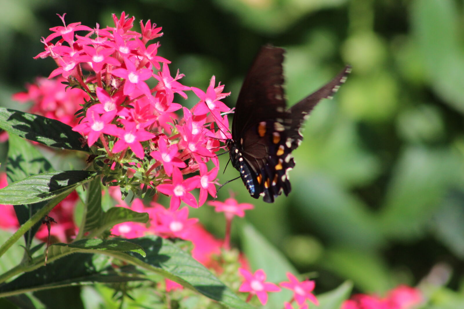 Canon EF 75-300mm f/4-5.6 sample photo. Bugs, butterflies, butterfly, butterfly photography