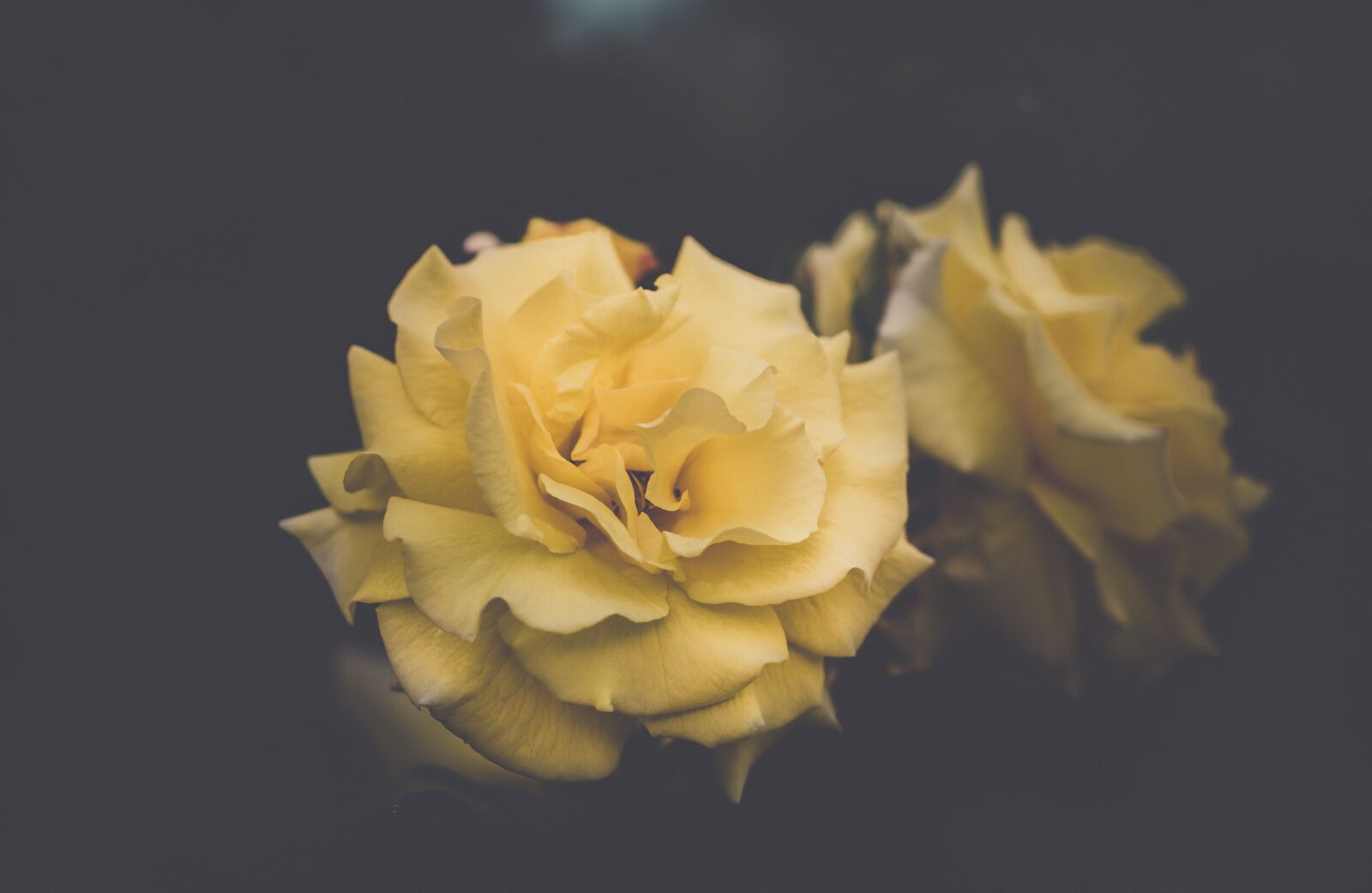 Nikon D7200 sample photo. Bloom, blossom, flora photography