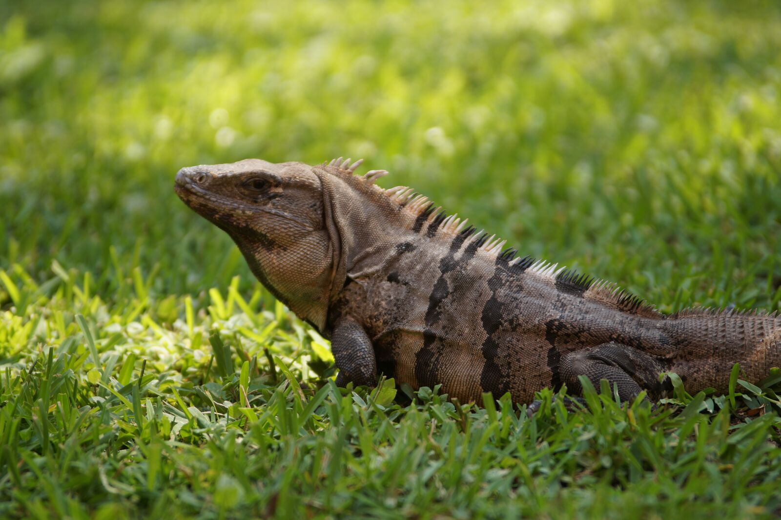 Sony SLT-A58 sample photo. Iguana, animal, mexico photography